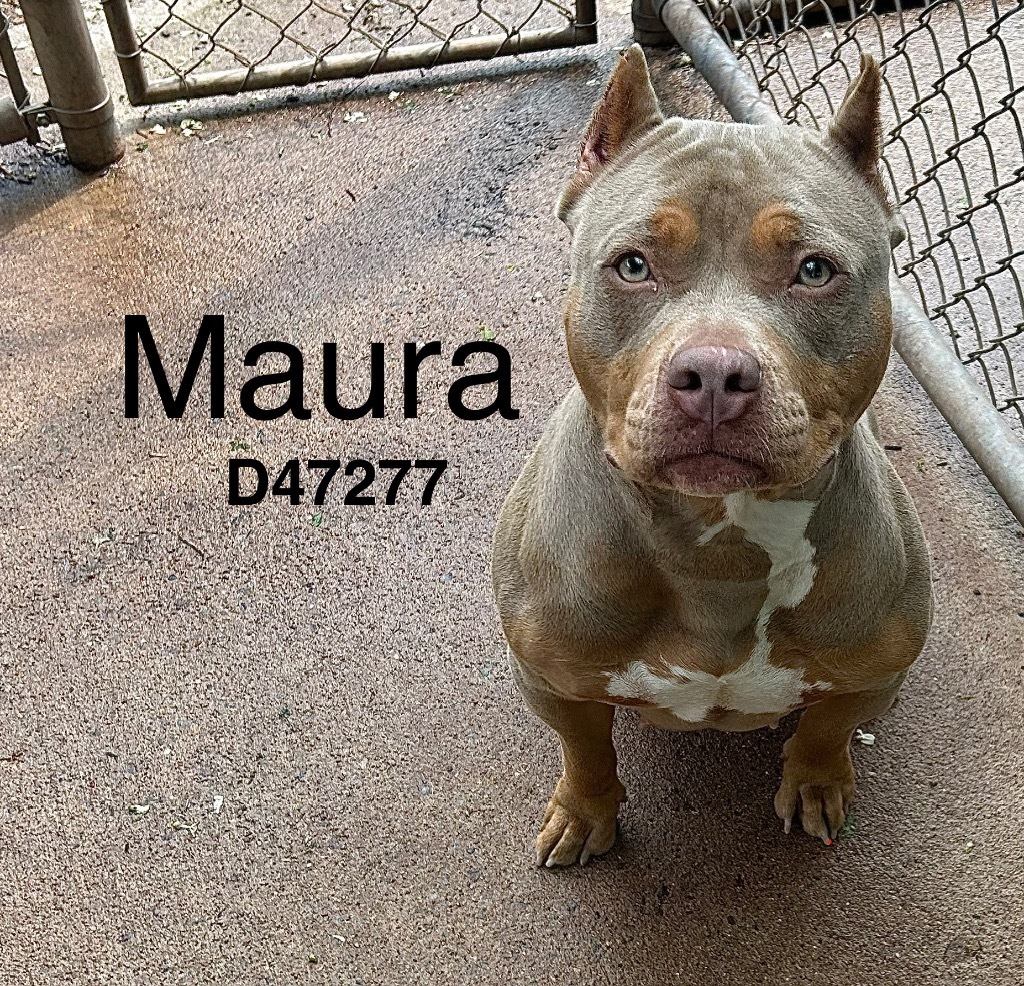 Maura