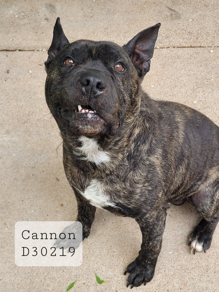 Cannon