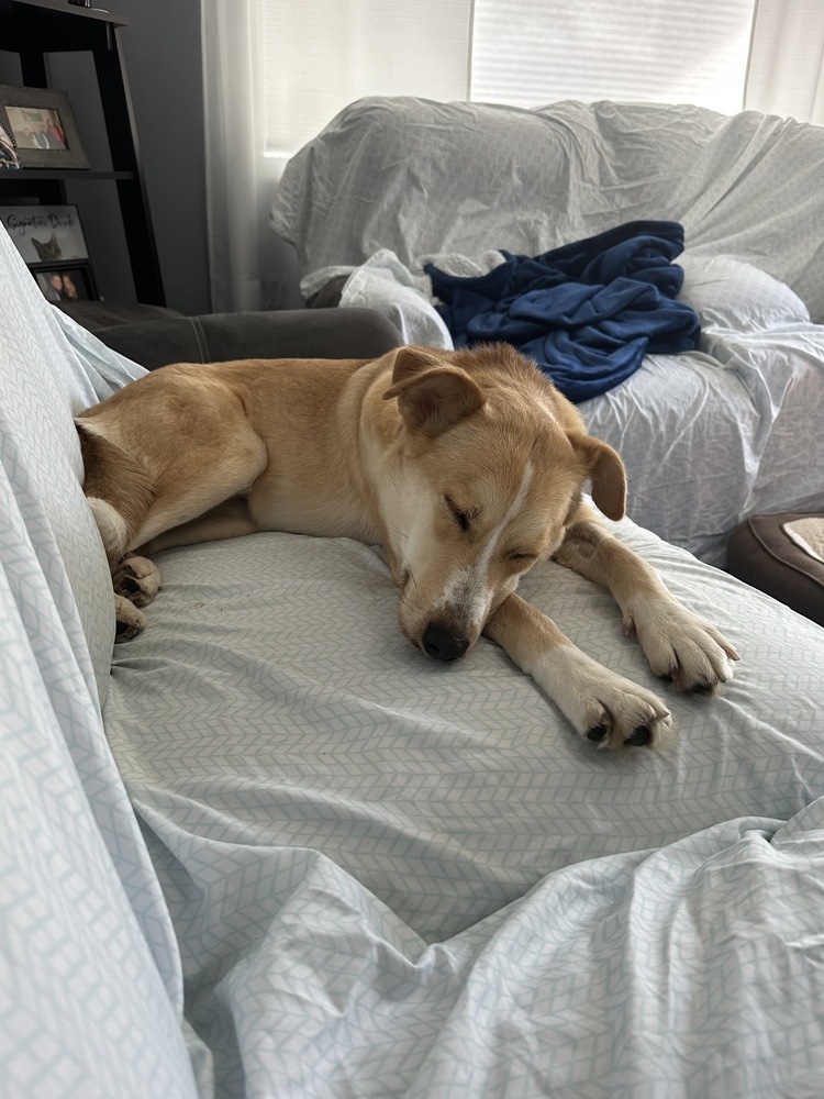 Sally the Sweetheart