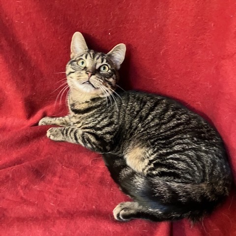 Kiki Sher