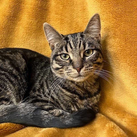 Kiki Sher