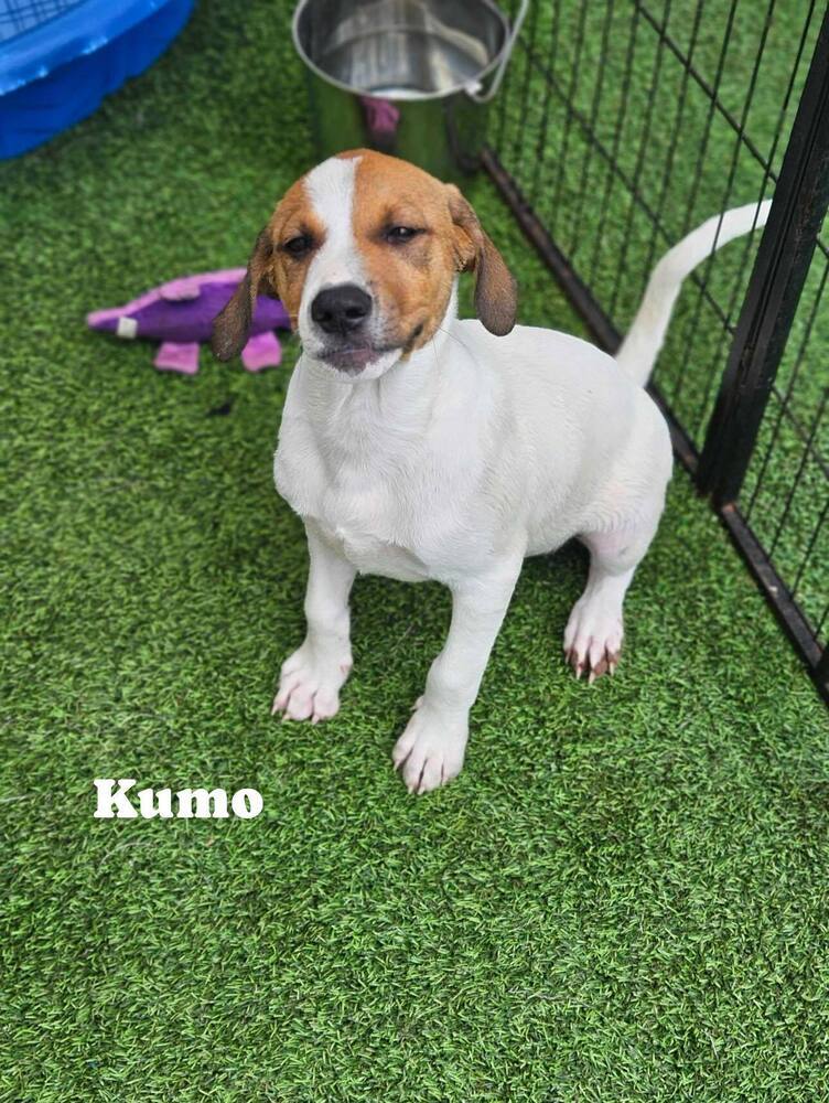 Kumo
