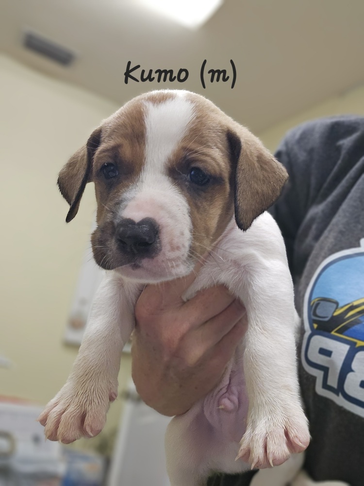 Kumo