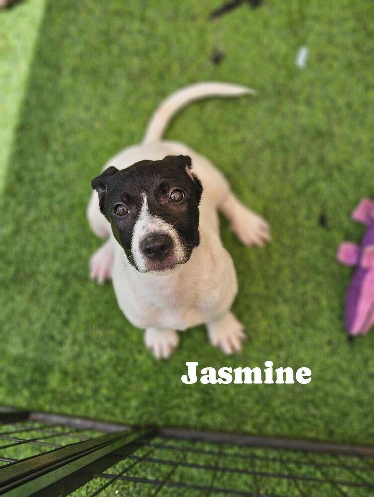 Jasmine