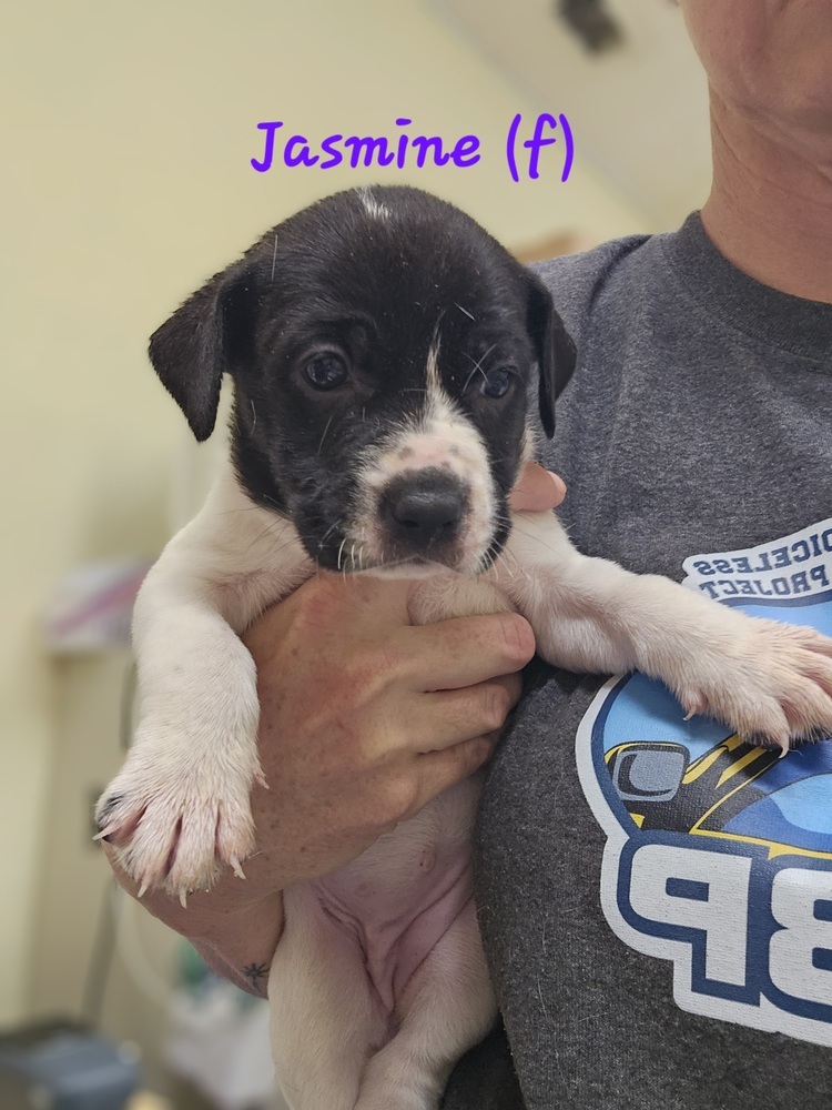 Jasmine