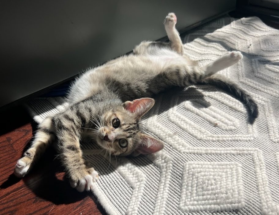 Pippin