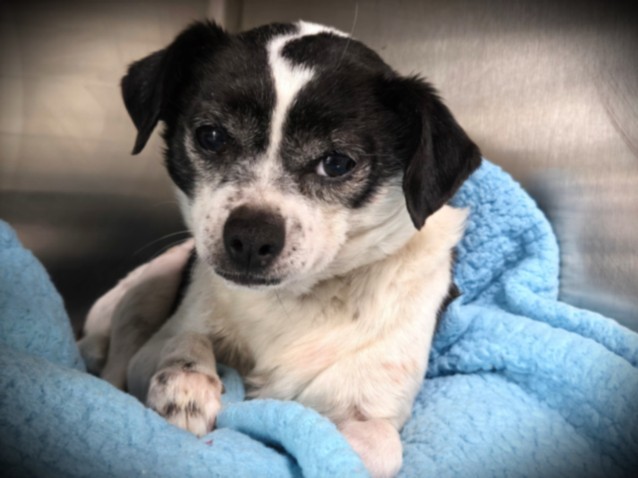 OCHO, an adoptable Papillon, Mixed Breed in Los Angeles, CA, 90031 | Photo Image 1