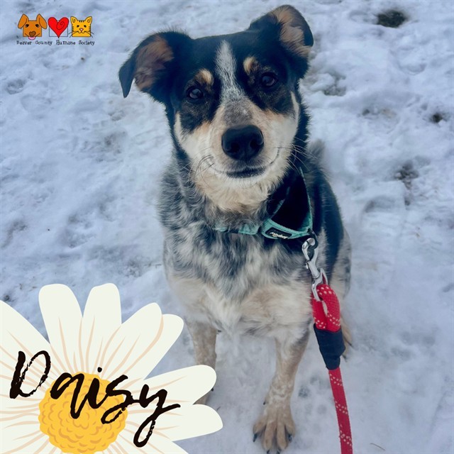 DAISY