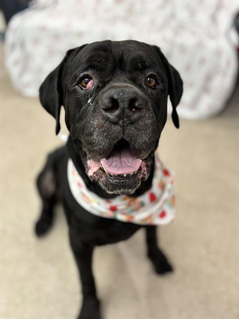 SAMSON