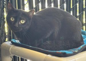 MONIQUE, Adult Female Domestic Short Hair