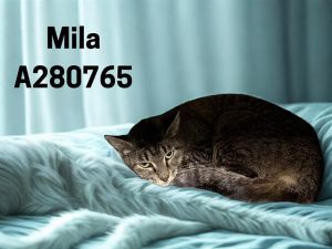 MILA