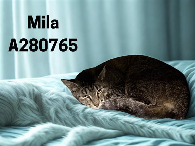 MILA 1