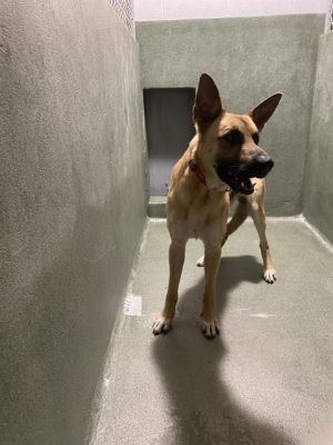 SCOOBY
