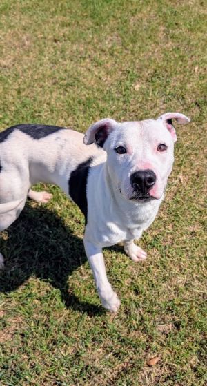If you are interested in adopting from SAS please contact 8304012335 to schedule an adoption appoint