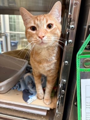 If you are interested in adopting from SAS please contact 8304012335 to schedule an adoption appoint