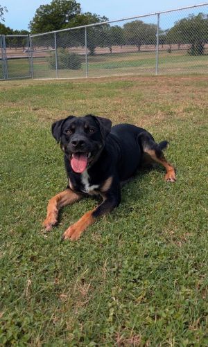 If you are interested in adopting from SAS please contact 8304012335 to schedule an adoption appoint