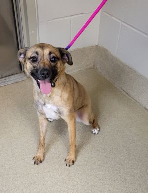 If you are interested in adopting from SAS please contact 8304012335 to schedule an adoption appoint