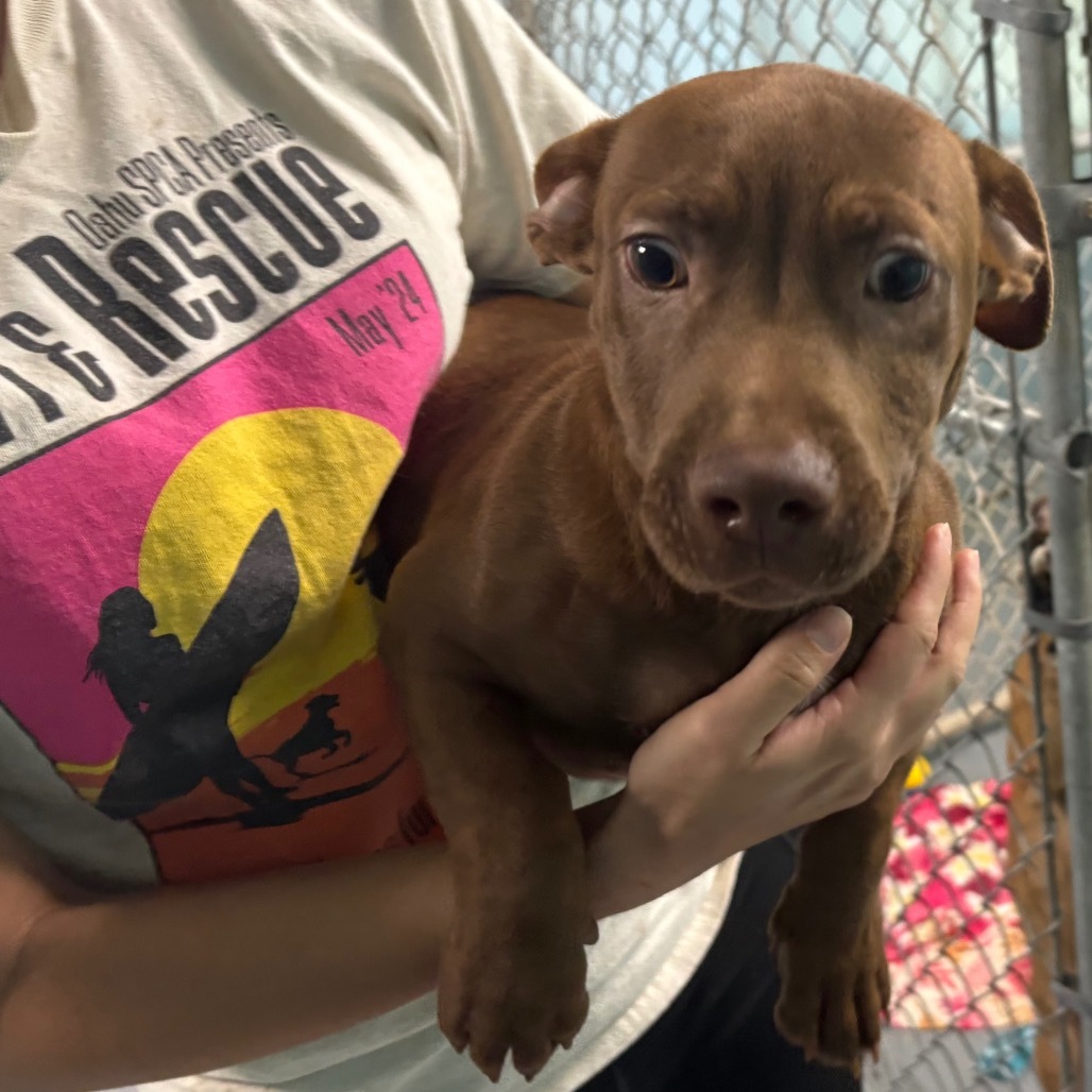 Aaron, an adoptable Terrier, Mixed Breed in Wahiawa, HI, 96786 | Photo Image 1