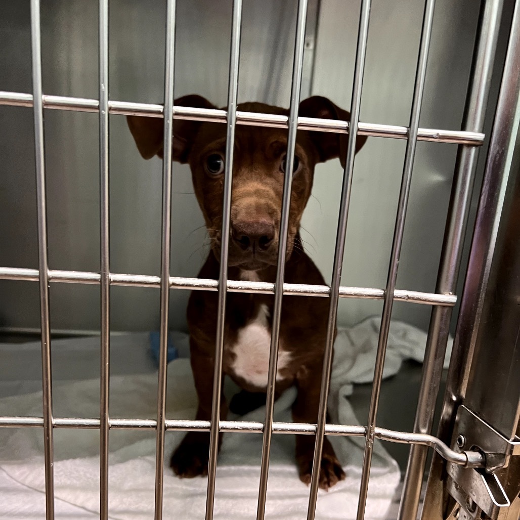 Aaron, an adoptable Terrier, Mixed Breed in Wahiawa, HI, 96786 | Photo Image 2