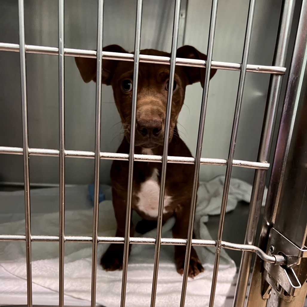 Aaron, an adoptable Terrier, Mixed Breed in Wahiawa, HI, 96786 | Photo Image 2