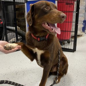 Mocha