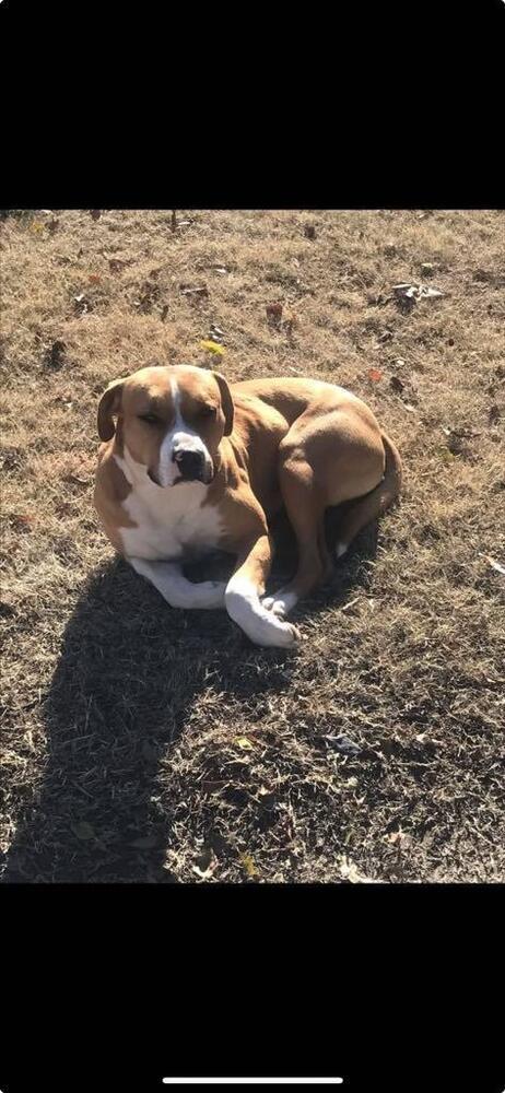 Dayton - fostered in Omaha 2