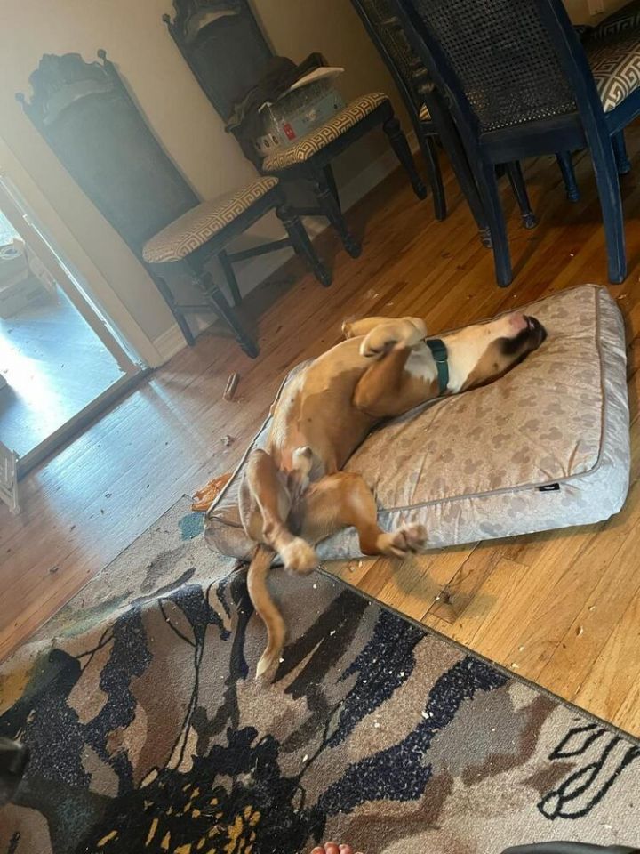 Dayton - fostered in Omaha 3