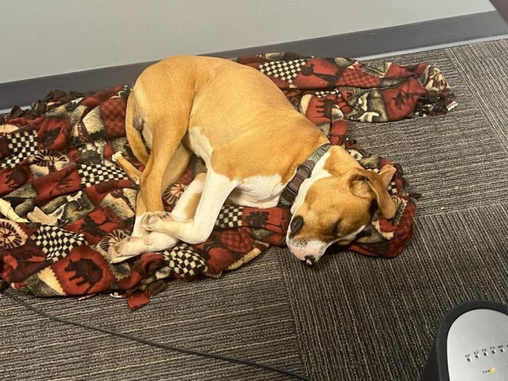 Dayton - fostered in Omaha 4