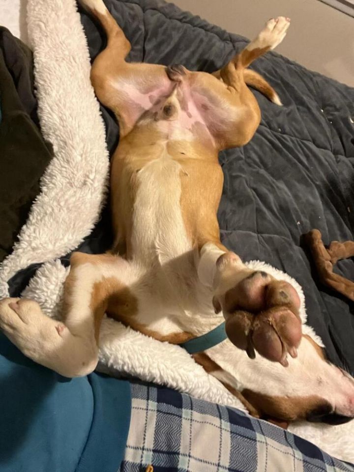 Dayton - fostered in Omaha 5