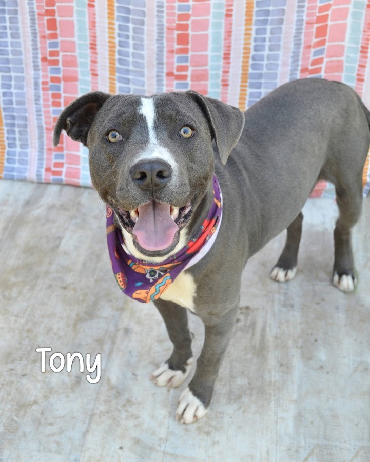 Tony