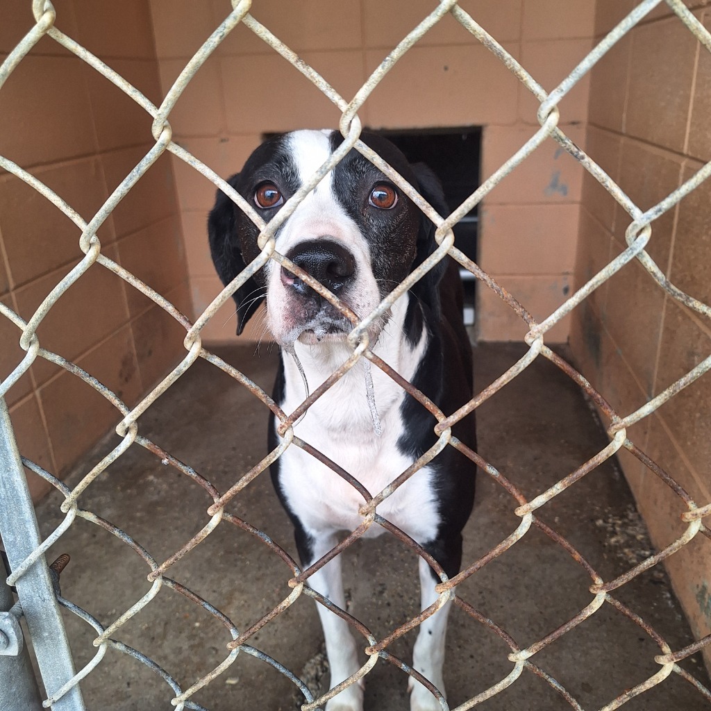 Pepper, an adoptable McNab in Gautier, MS, 39553 | Photo Image 1