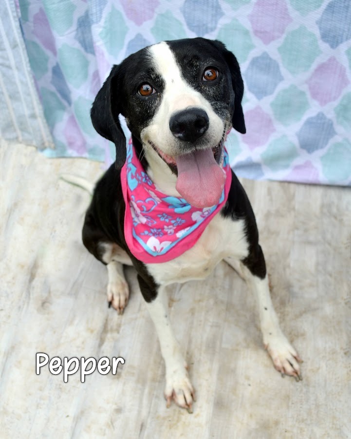 Pepper
