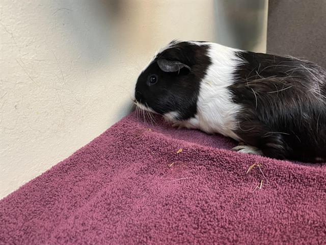 PORGUINEA