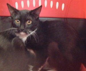 ONYX, Young Female Domestic Short Hair