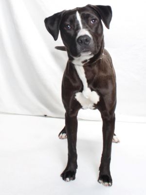 Meet Little Lady This sweet medium-sized pit bull terrier mix is all heart and