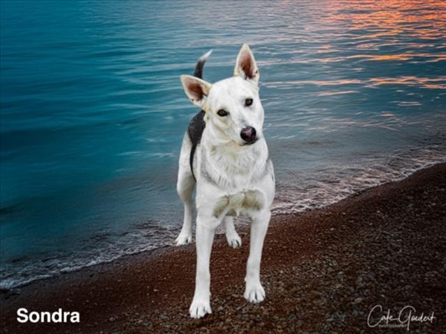 SONDRA