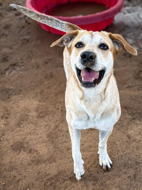 LADY JANE, an adoptable Mixed Breed in Santa Fe, NM, 87507 | Photo Image 1
