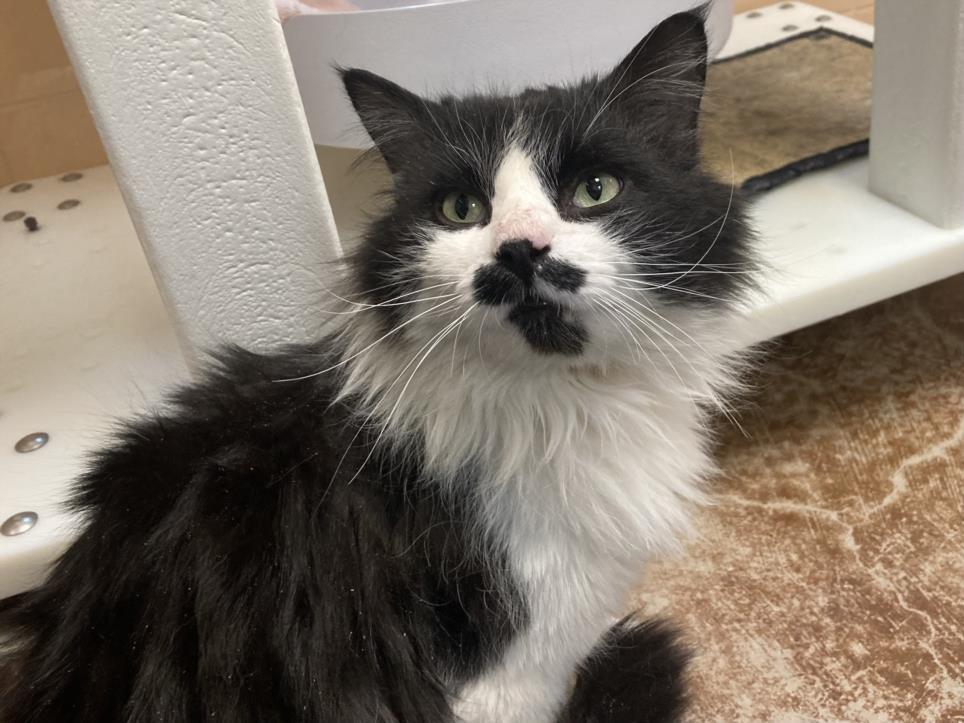 MR.BIGGLESWORTH