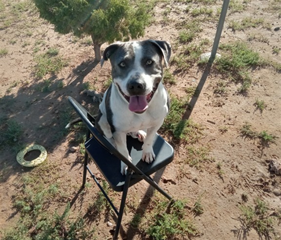 LEONIDAS, an adoptable Mixed Breed in Santa Fe, NM, 87507 | Photo Image 1