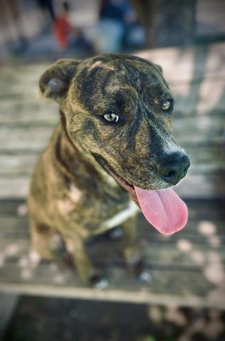 BRINDLE