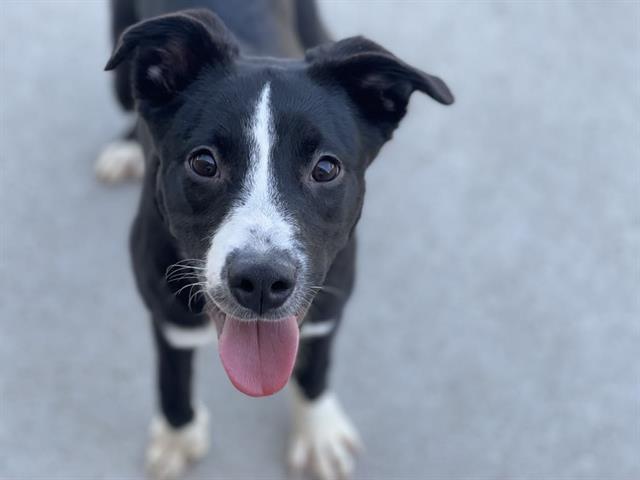 CHLOE