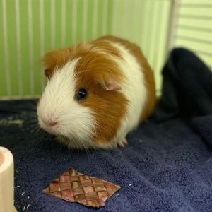 SHAWN SPENCER, Senior Male Guinea Pig