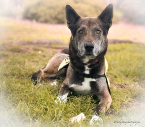 ARCHIE 1