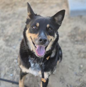 MAGGIE, Adult Female unknown