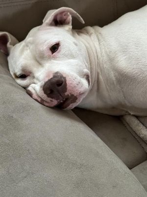 SCULLY, Adult Female unknown