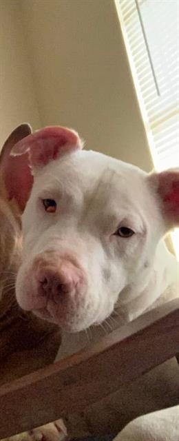 CASPER