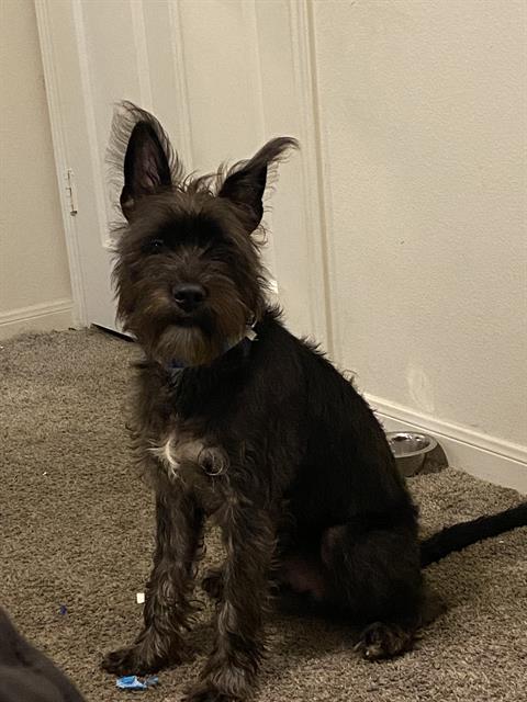 DRACO, an adoptable Schnauzer, Chihuahua in San Antonio, TX, 78227 | Photo Image 1