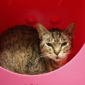 PERSEPHONE, Adult Female Domestic Short Hair