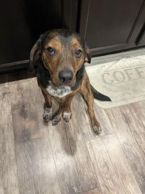 BRUNO, Adult Male unknown