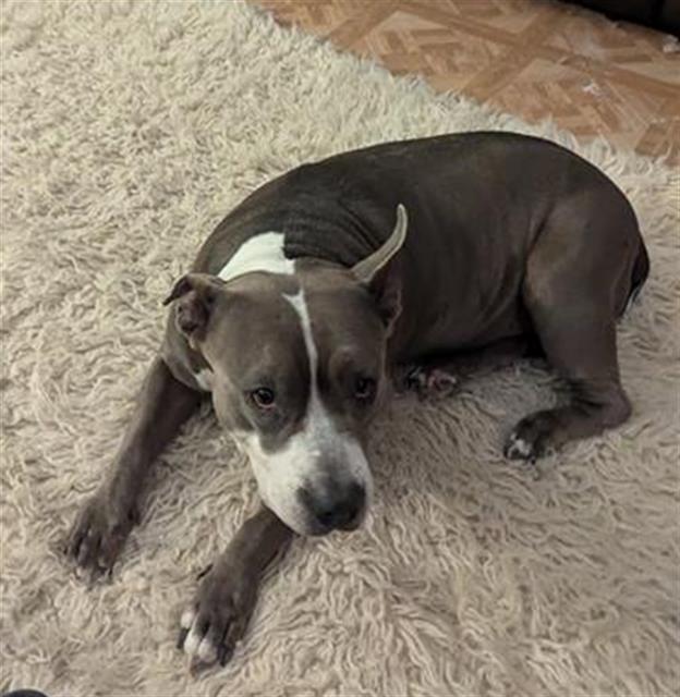 LEXI